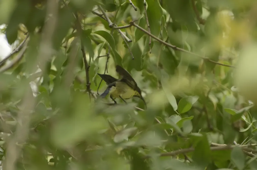 File:Long-billed Sunbird Cinnyris lotenius JEG9721.jpg