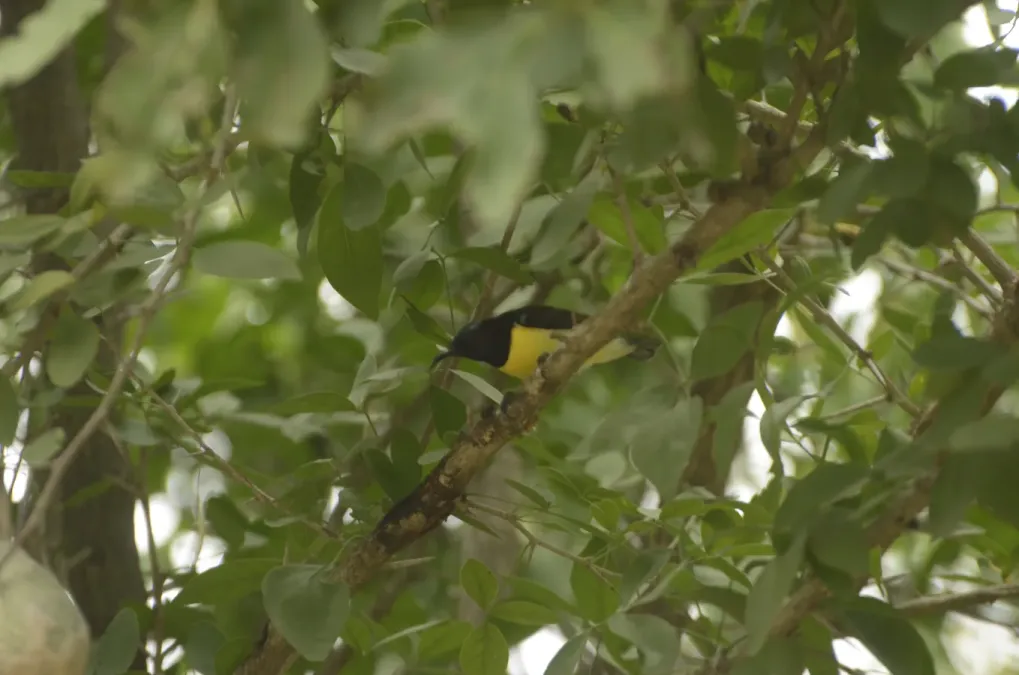 File:Purple-rumped sunbird (Leptocoma zeylonica) maleJEG9724.jpg