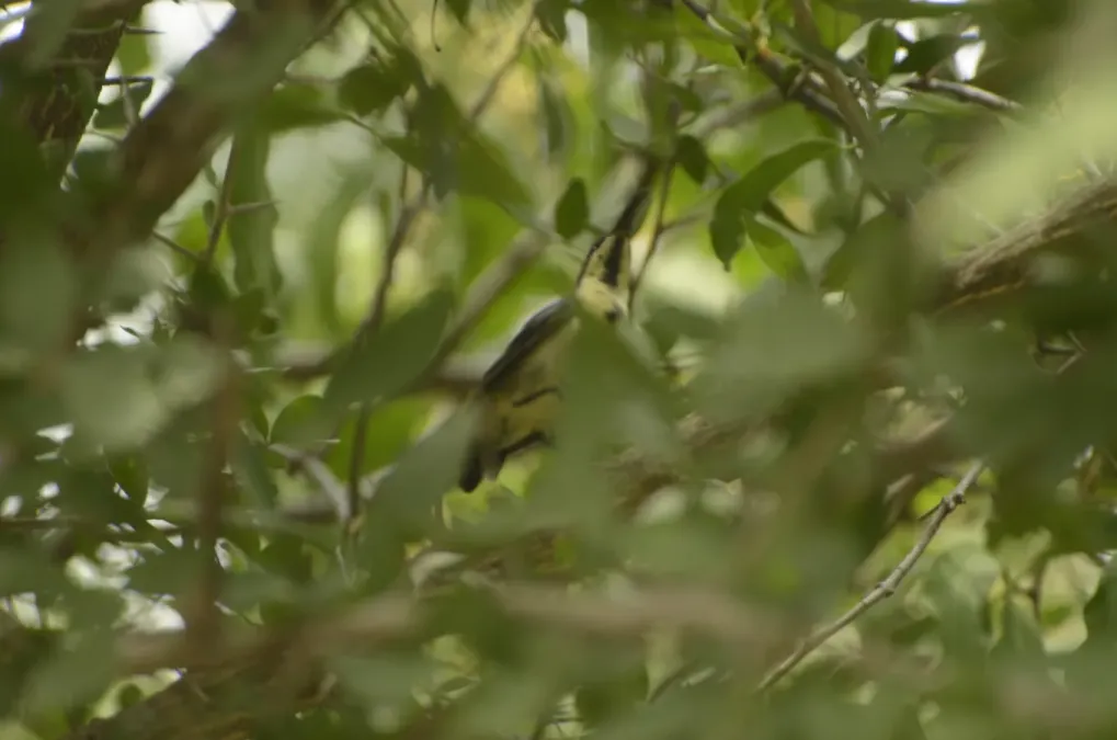 File:Long-billed Sunbird Cinnyris lotenius JEG9728.jpg