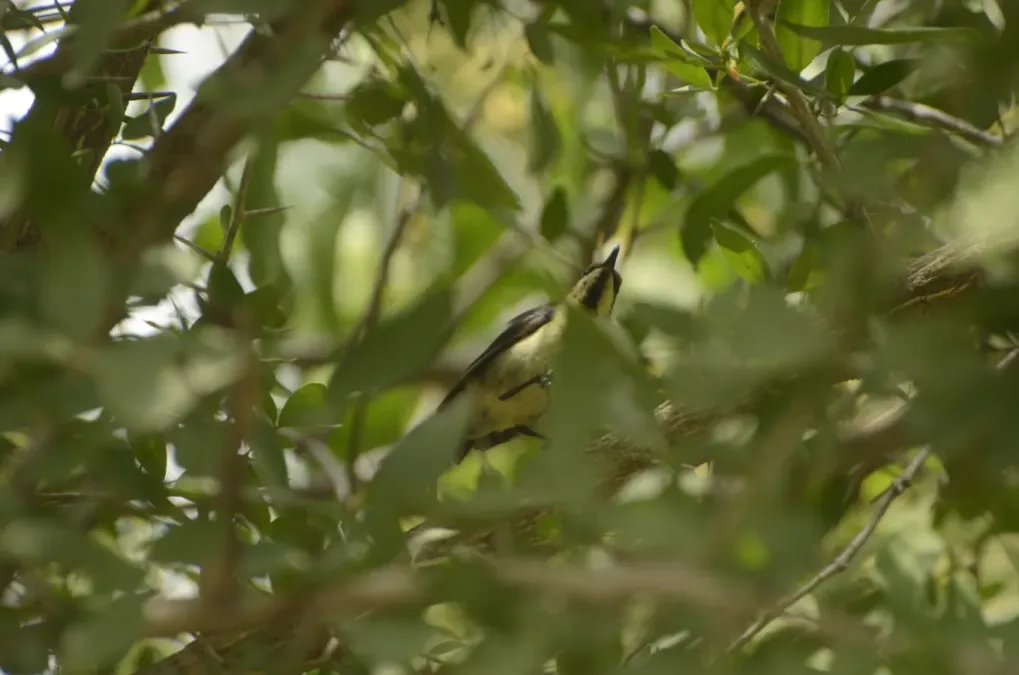 File:Long-billed Sunbird Cinnyris lotenius JEG9732.jpg