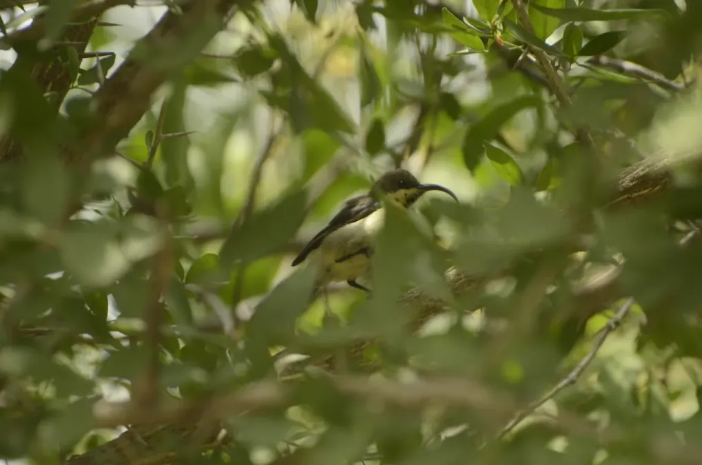 File:Long-billed Sunbird Cinnyris lotenius JEG9736.jpg