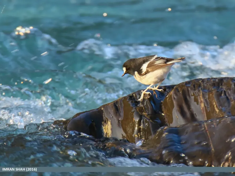 File:Little Forktail (Enicurus scouleri) (31285706414).jpg