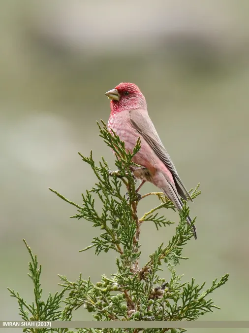 File:Great Rosefinch (Carpodacus rubicilla) (36289518886).jpg