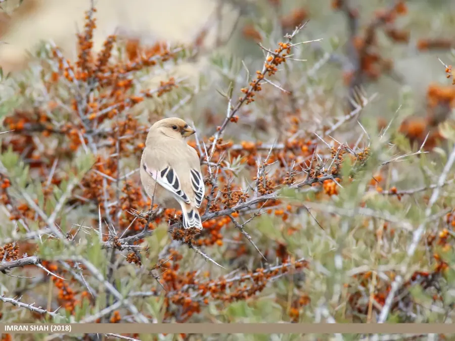 File:Desert Finch (Rhodospiza obsoleta) (45851643024).jpg