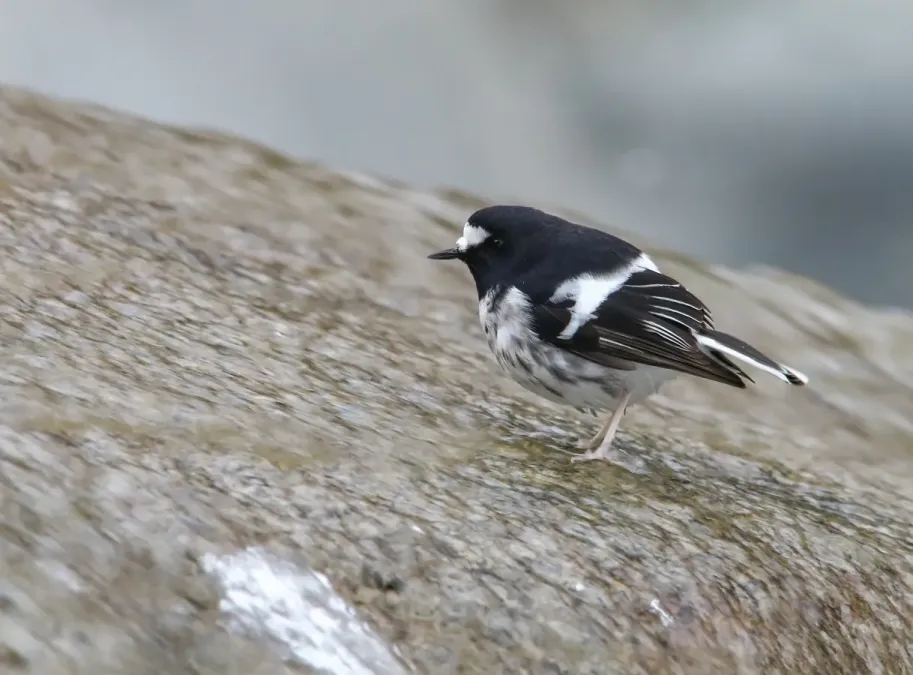 File:Little Forktail (Enicurus scouleri) (48051377556).jpg