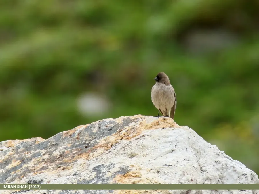 File:Brandt's Mountain Finch (Leucosticte brandti) (36362026374).jpg