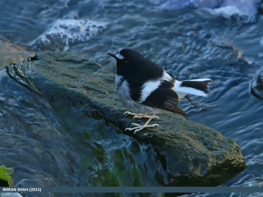 File:Little Forktail (Enicurus scouleri) (24849572262).jpg