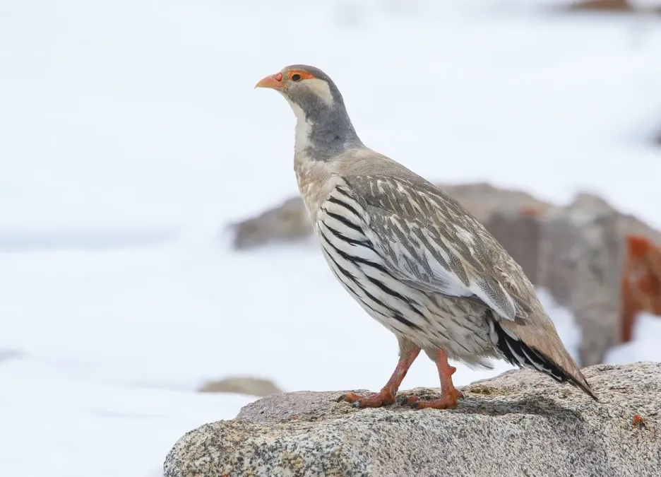 File:Tibetan Snowcock (Tetraogallus tibetanus) (48445413157).jpg
