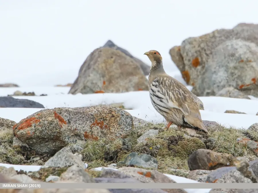 File:Tibetan Snowcock (Tetraogallus tibetanus) (48618107562).jpg