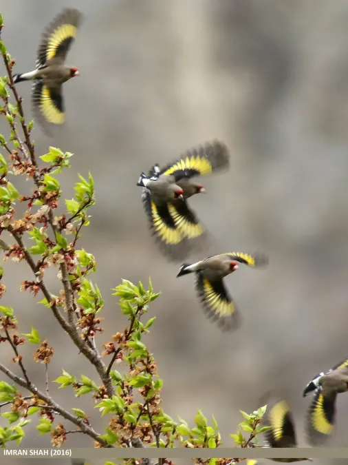 File:Grey-crowned Goldfinch (Carduelis caniceps), Gilgit (28466627232).jpg