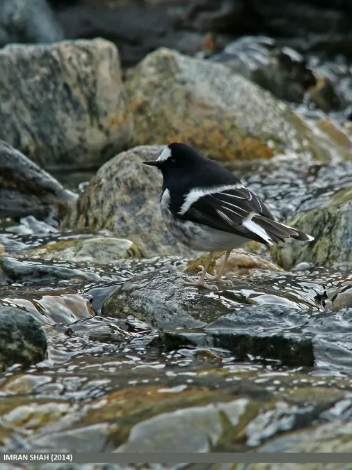 File:Little Forktail (Enicurus scouleri) (16388245369).jpg