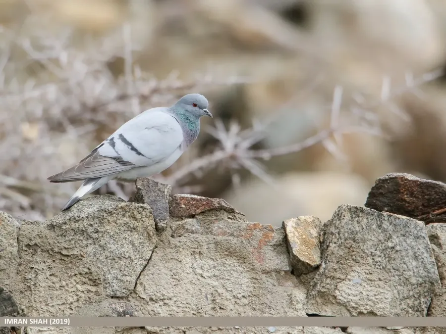 File:Hill Pigeon (Columba rupestris) (33753555598).jpg