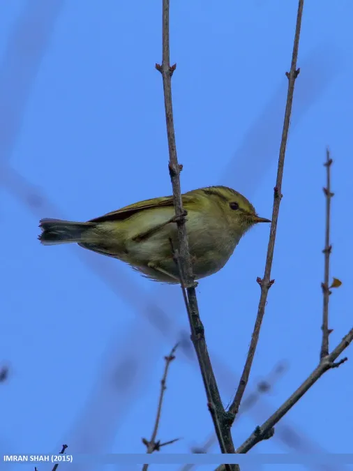 File:Lemon-rumped Warbler (Phylloscopus chloronotus) (24081510913).jpg