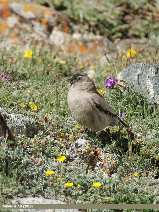 File:Brandt's Mountain Finch (Leucosticte brandti) (44745490010).jpg