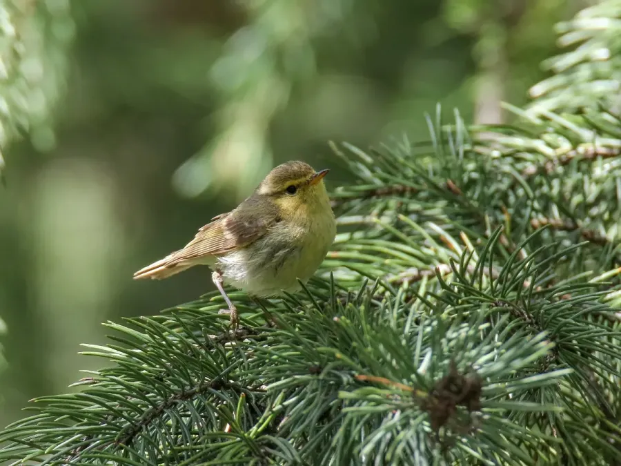 File:Brooks's Leaf Warbler (Phylloscopus subviridis) (43219880911).jpg