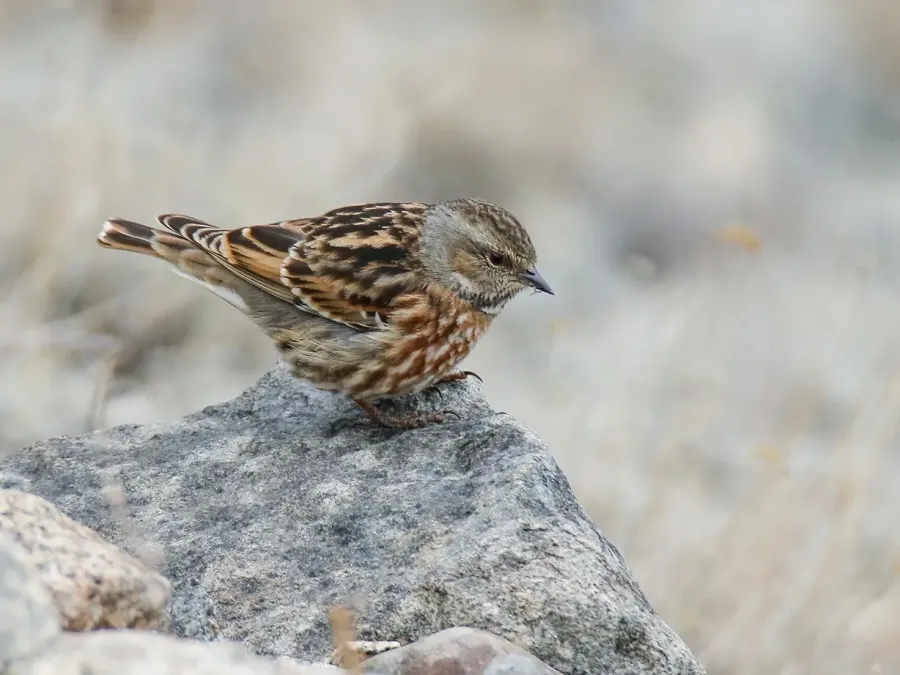 File:Altai Accentor (Prunella himalayana) (45299407865).jpg
