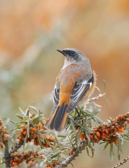 File:Rufous-backed Redstart (Phoenicurus erythronotus) (40171779873).jpg