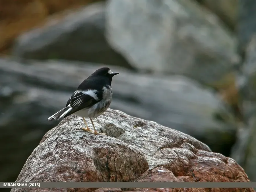 File:Little Forktail (Enicurus scouleri) (23780094432).jpg