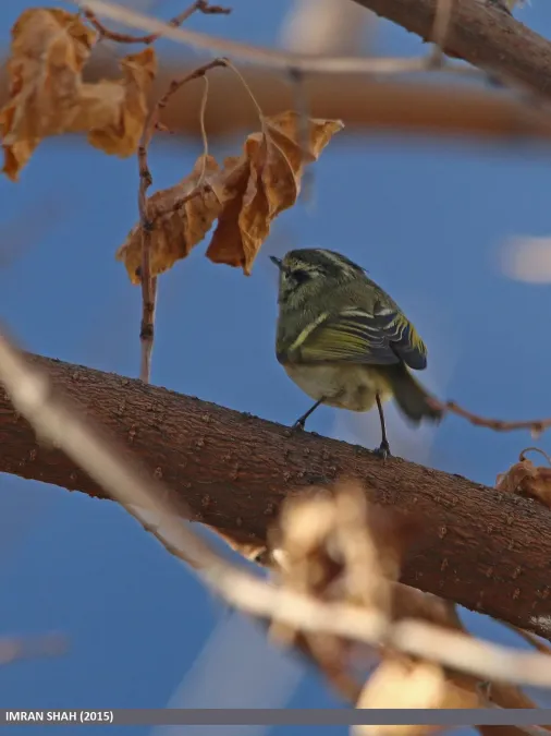 File:Lemon-rumped Warbler (Phylloscopus chloronotus) (16553106532).jpg