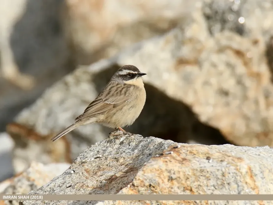 File:Brown Accentor (Prunella fulvescens) (46304241721).jpg