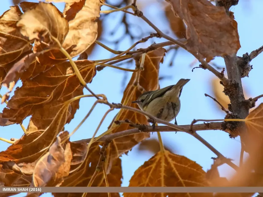 File:Lemon-rumped Warbler (Phylloscopus chloronotus) (32126914885).jpg
