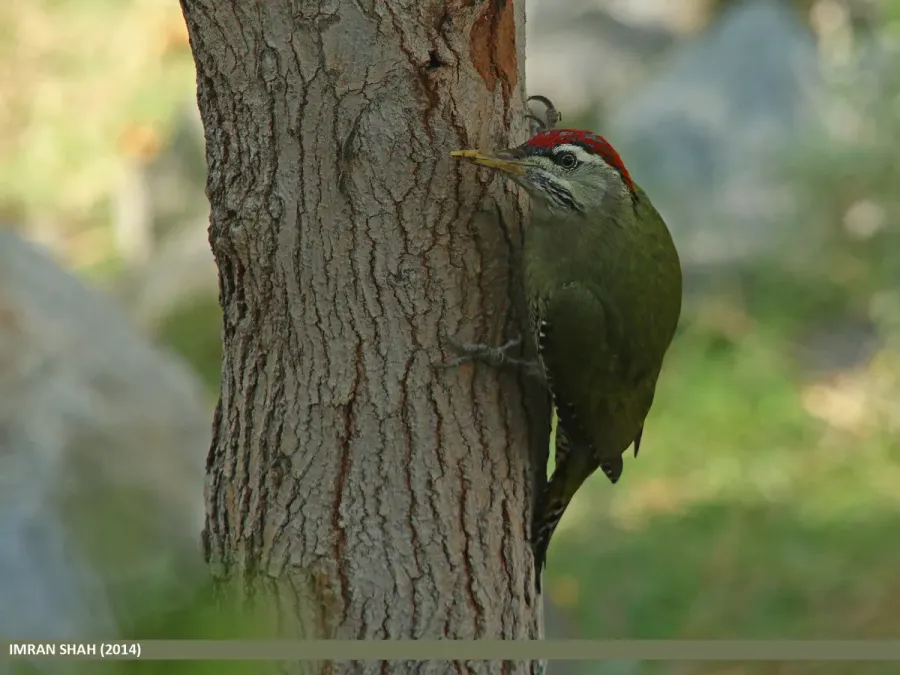 File:Scaly-bellied Woodpecker (Picus squamatus) (16969339821).jpg