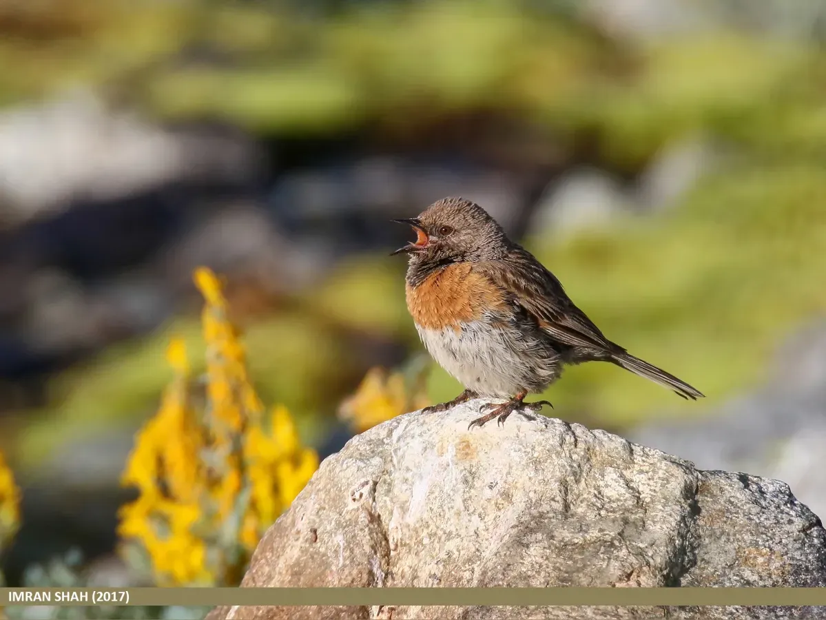 File:Robin Accentor (Prunella rubeculoides) (46146936375).jpg
