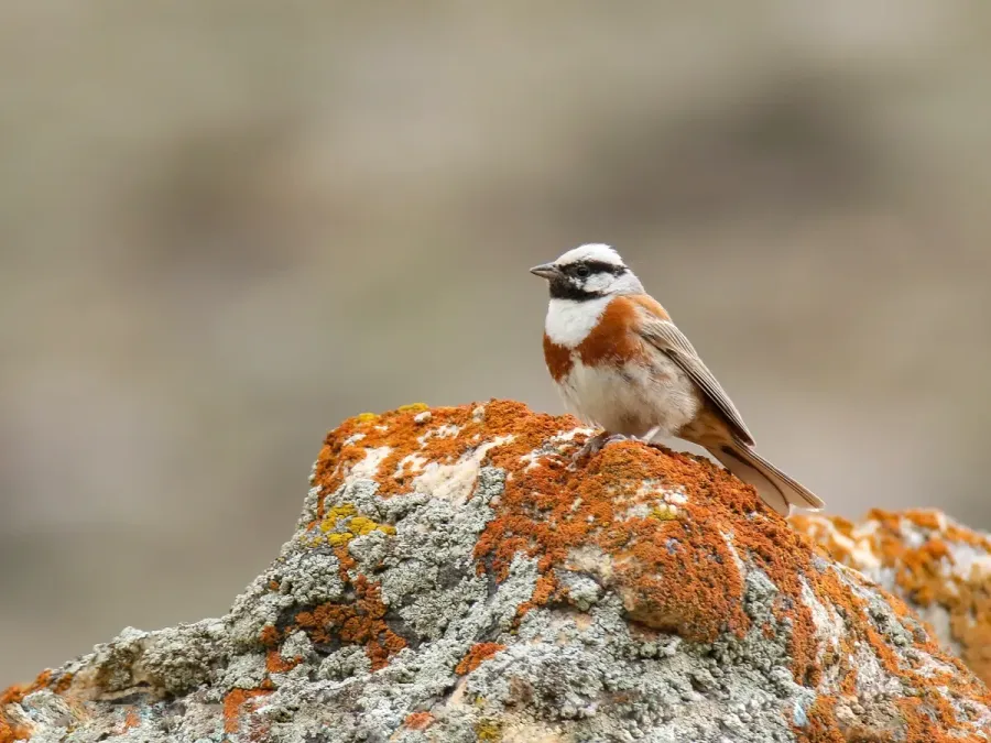 File:White-capped Bunting (Emberiza stewarti) (47269056742).jpg