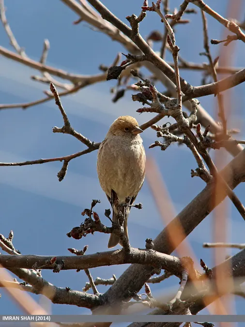 File:Plain Mountain Finch (Leucosticte nemoricola) (15707653108).jpg