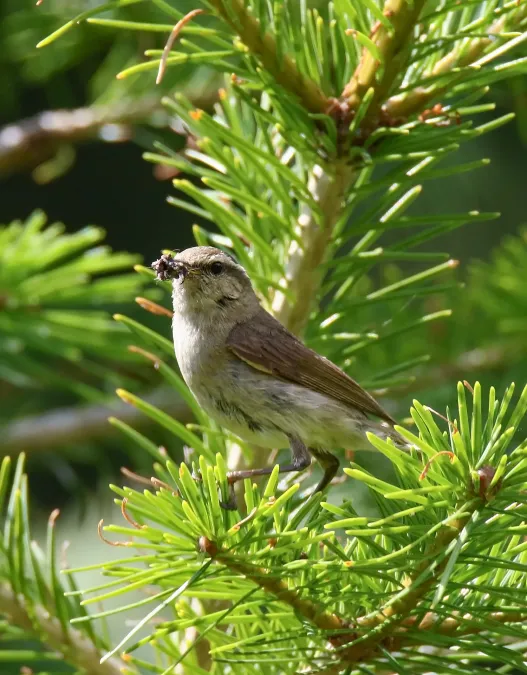 File:Tytler's Leaf Warbler (Phylloscopus tytleri) (36165053042).jpg