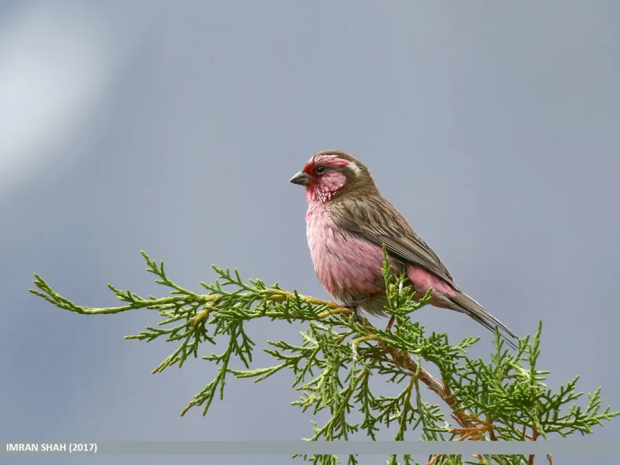 File:Himalayan White-browed Rosefinch (Carpodacus thura) (35504982213).jpg