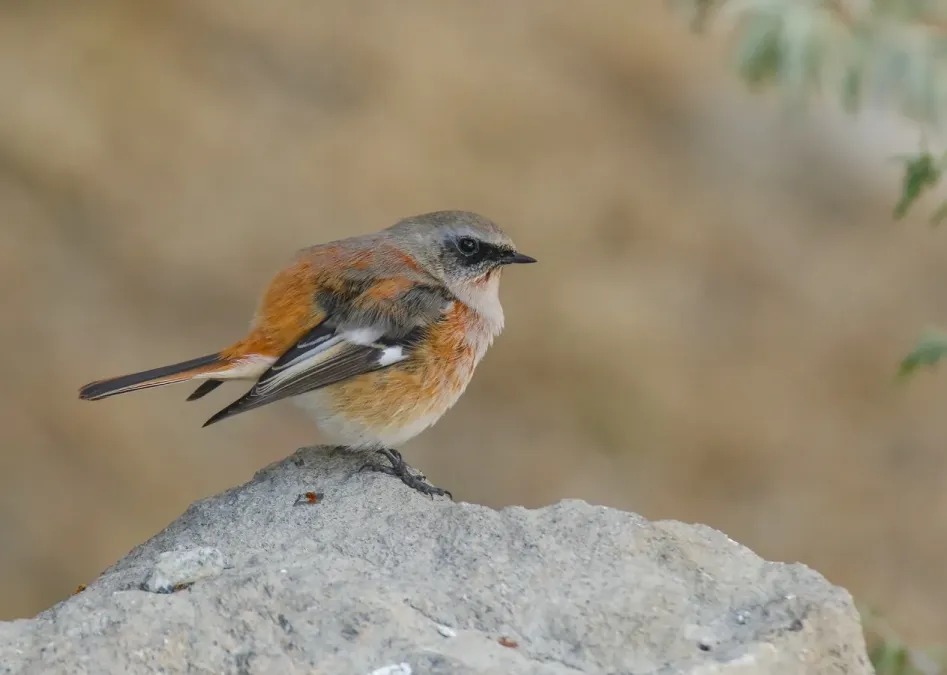 File:Rufous-backed Redstart (Phoenicurus erythronotus) (45986006245).jpg