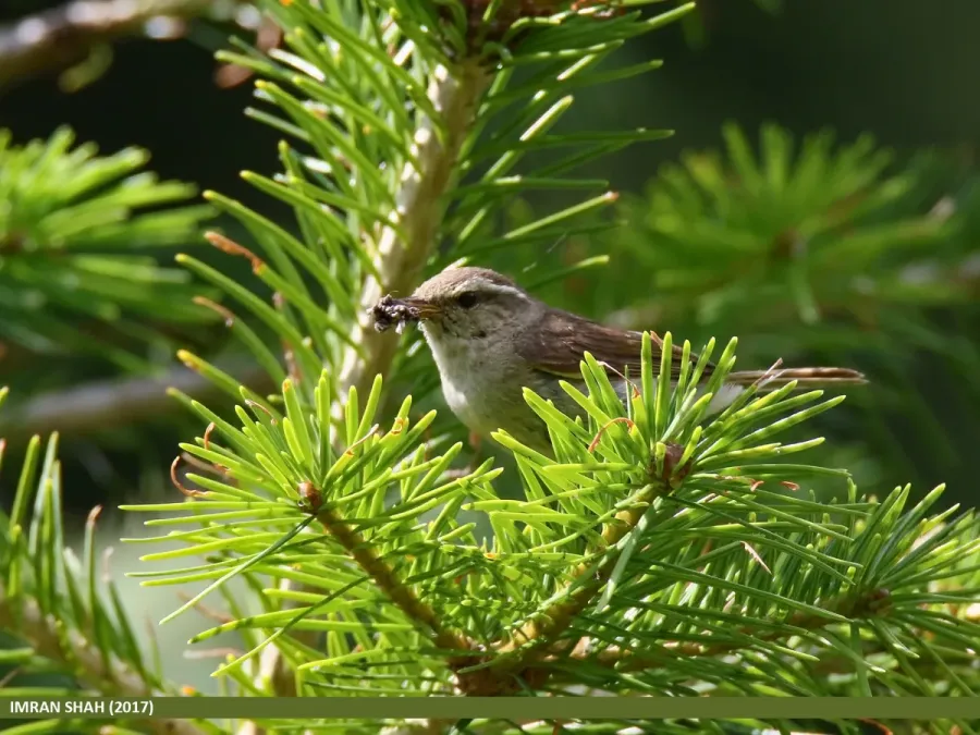 File:Tytler's Leaf Warbler (Phylloscopus tytleri) (35549522544).jpg