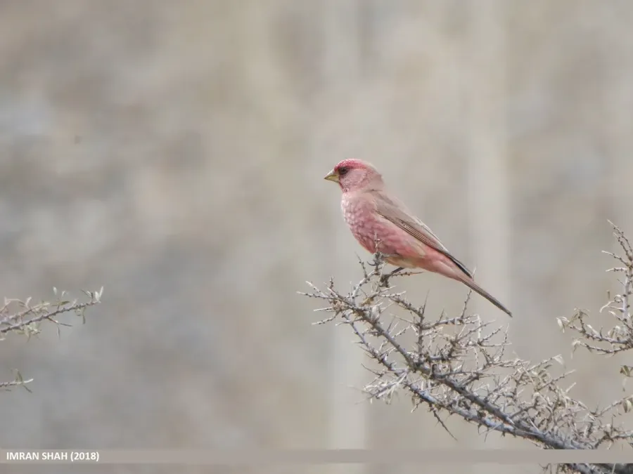File:Great Rosefinch (Carpodacus rubicilla) (47484624882).jpg