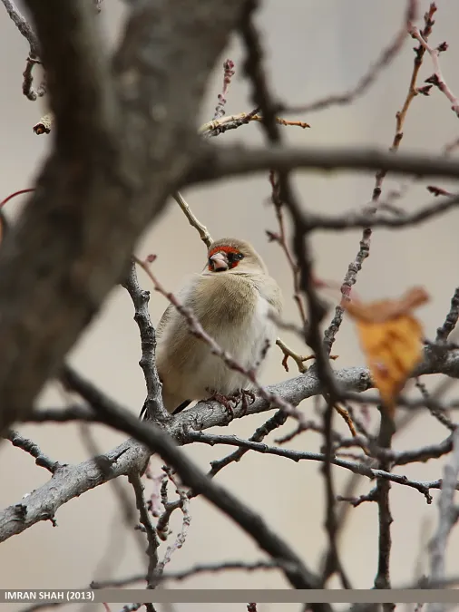 File:Grey-crowned Goldfinch (Carduelis caniceps), Hunza (15894363222).jpg