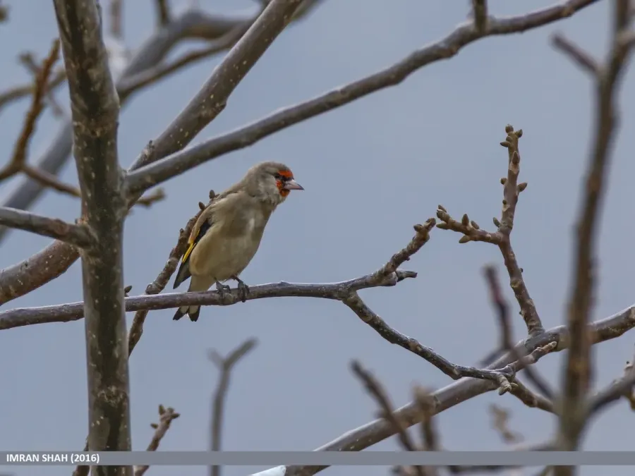 File:Grey-crowned Goldfinch (Carduelis caniceps), Gilgit (30413130023).jpg