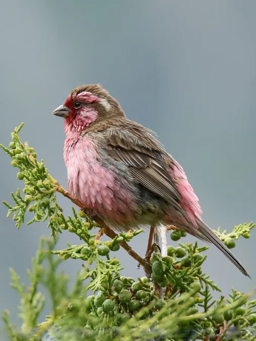 File:Himalayan White-browed Rosefinch (Carpodacus thura) (37056000114).jpg