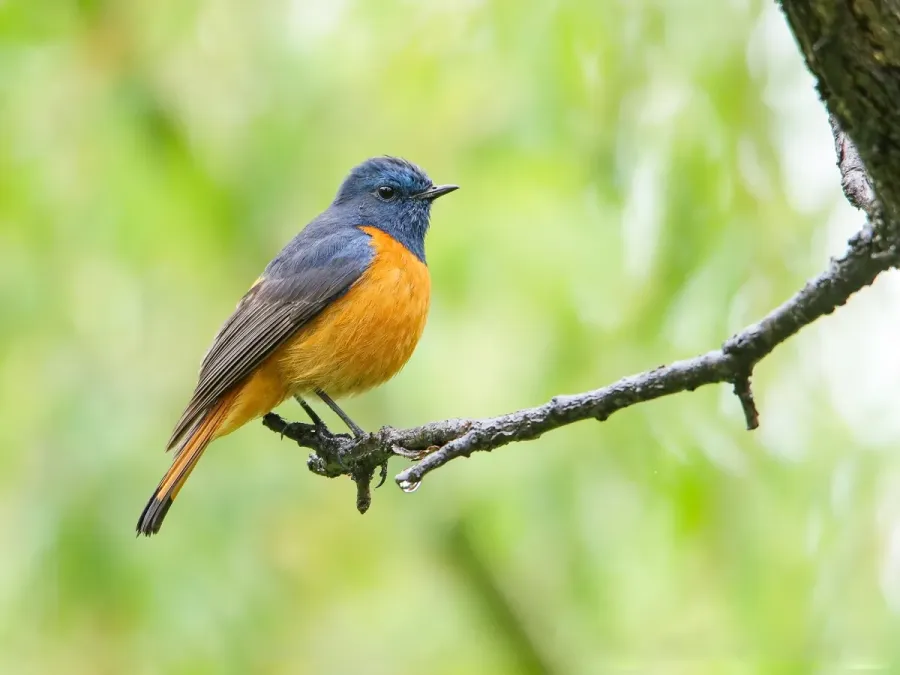 File:Blue-fronted Redstart (Phoenicurus frontalis) (48215463147).jpg