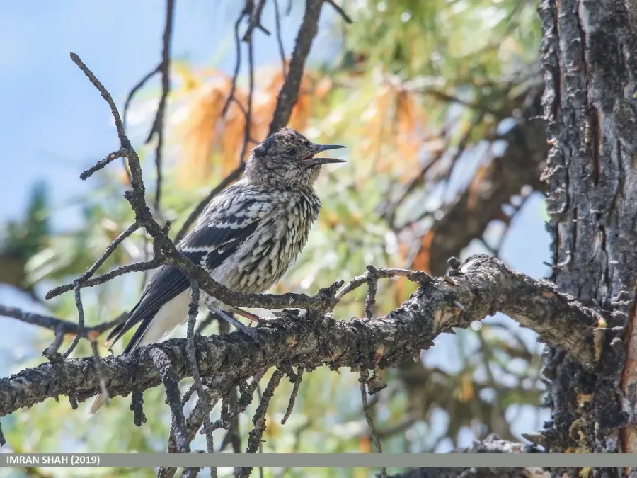 File:Large-spotted Nutcracker (Nucifraga multipunctata) (48407937416).jpg