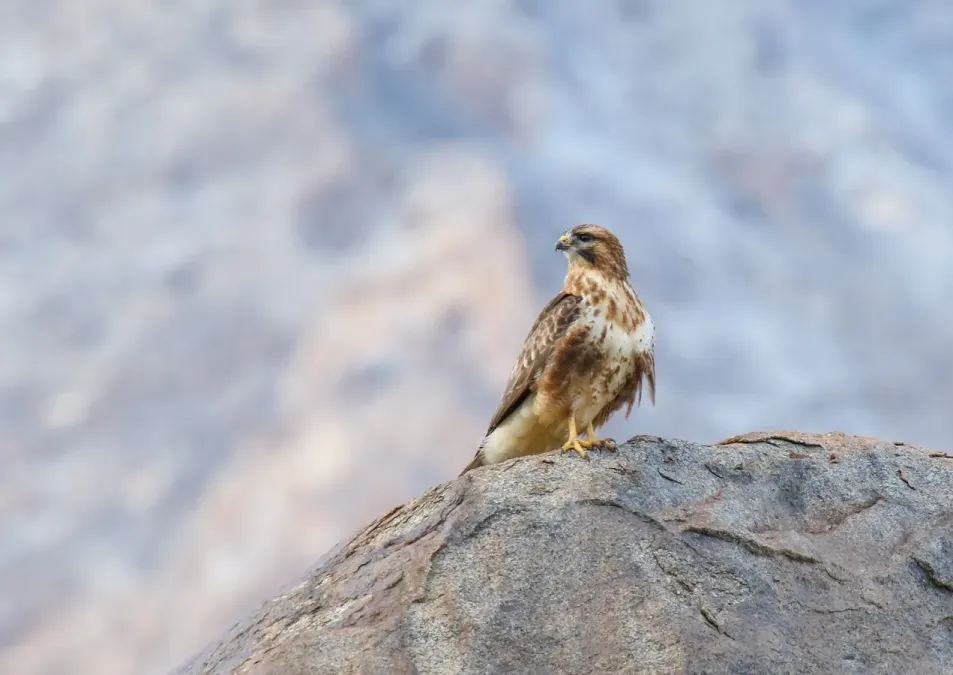 File:Himalayan Buzzard (Buteo refectus) (32705310878).jpg