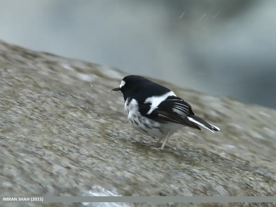 File:Little Forktail (Enicurus scouleri) (16368441927).jpg