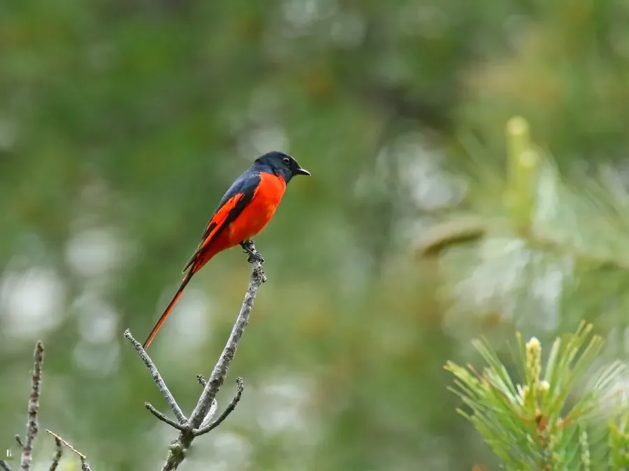 File:Long-tailed Minivet (Pericrocotus ethologus) (29256376160).jpg