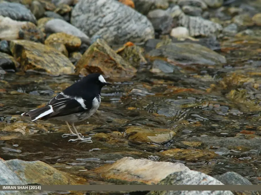 File:Little Forktail (Enicurus scouleri) (22751805554).jpg