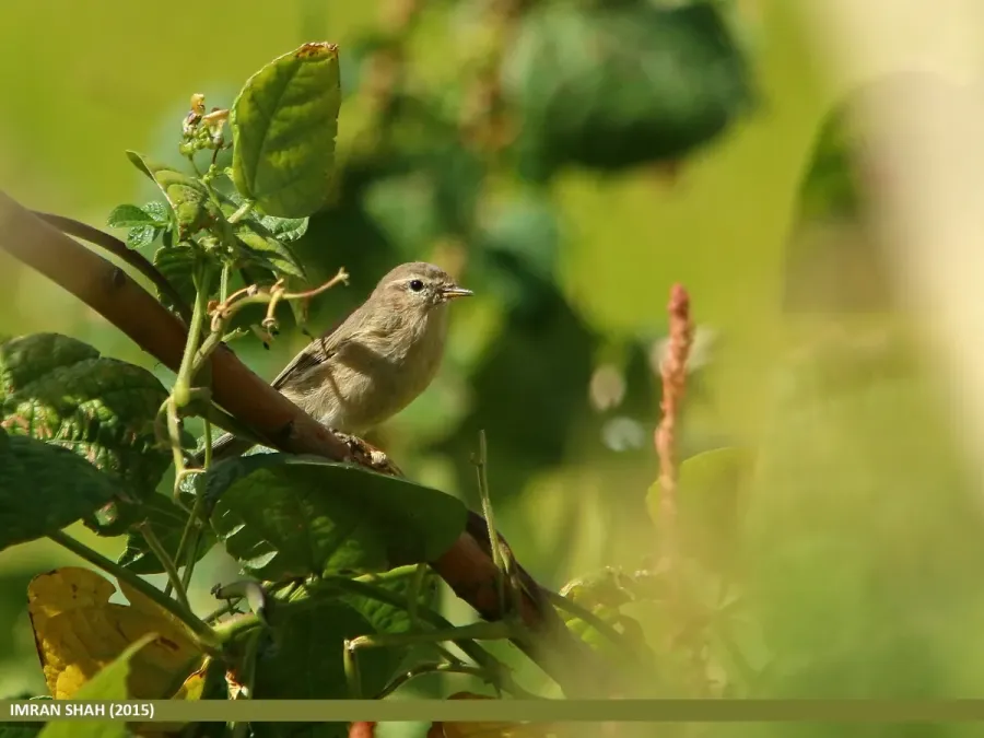 File:Mountain Chiffchaff (Phylloscopus sindianus) (23534829681).jpg