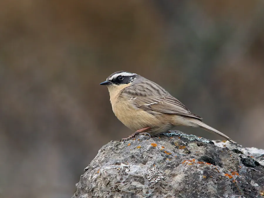 File:Brown Accentor (Prunella fulvescens) (15709212937).jpg