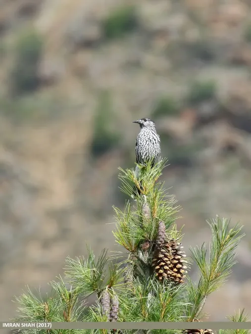 File:Large-spotted Nutcracker (Nucifraga multipunctata) (30876125837).jpg