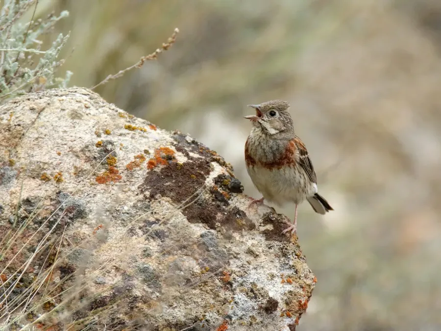 File:White-capped Bunting (Emberiza stewarti) (43180022711).jpg