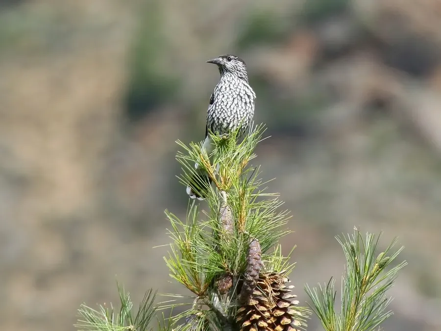 File:Large-spotted Nutcracker (Nucifraga multipunctata) (36289627676).jpg
