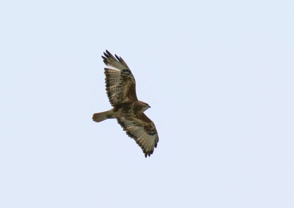File:Himalayan Buzzard (Buteo refectus) (33619680020).jpg