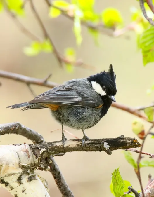 File:Rufous-naped Tit (Periparus rufonuchalis) (35715022591).jpg